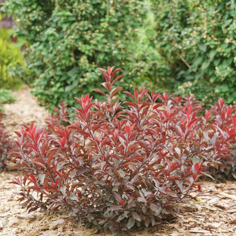 Purple leaf sand cherry - STAY CLASSY
