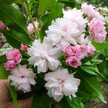 Weeping cherry - WEEPING EXTRAORDINAIRE