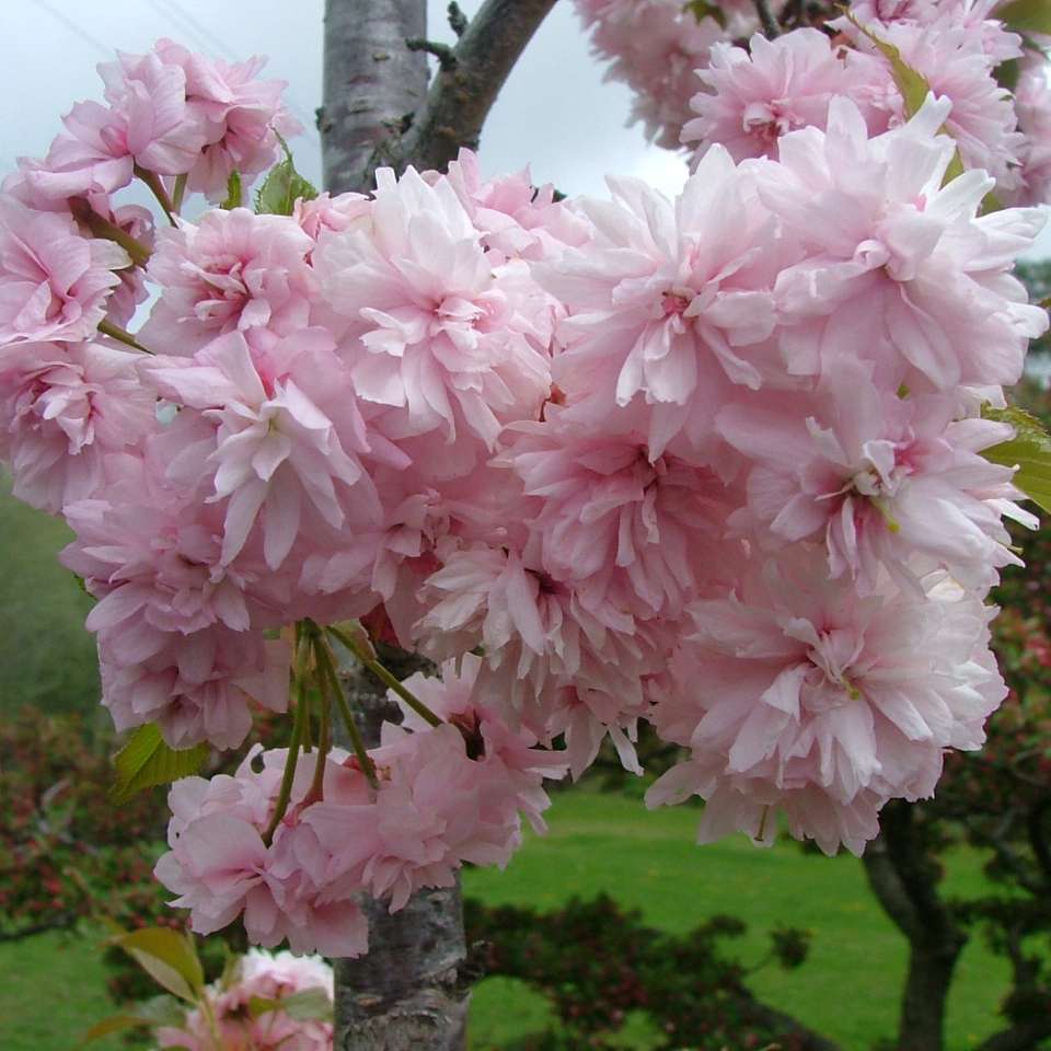 Weeping cherry - WEEPING EXTRAORDINAIRE