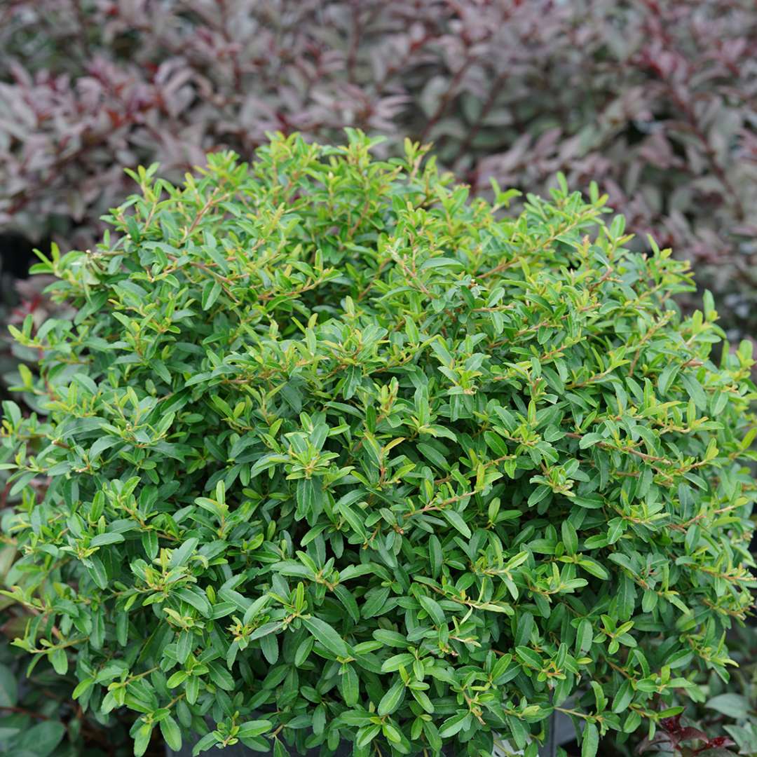 Pyracomeles 'NCXP1'
