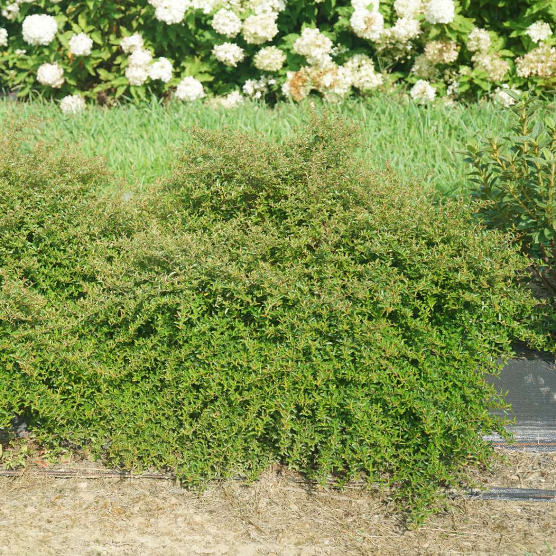 Pyracomeles 'NCXP1'