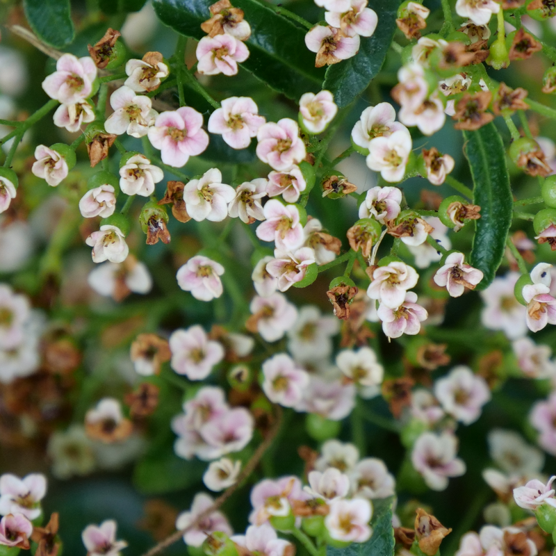 Pyracomeles 'NCXP2'