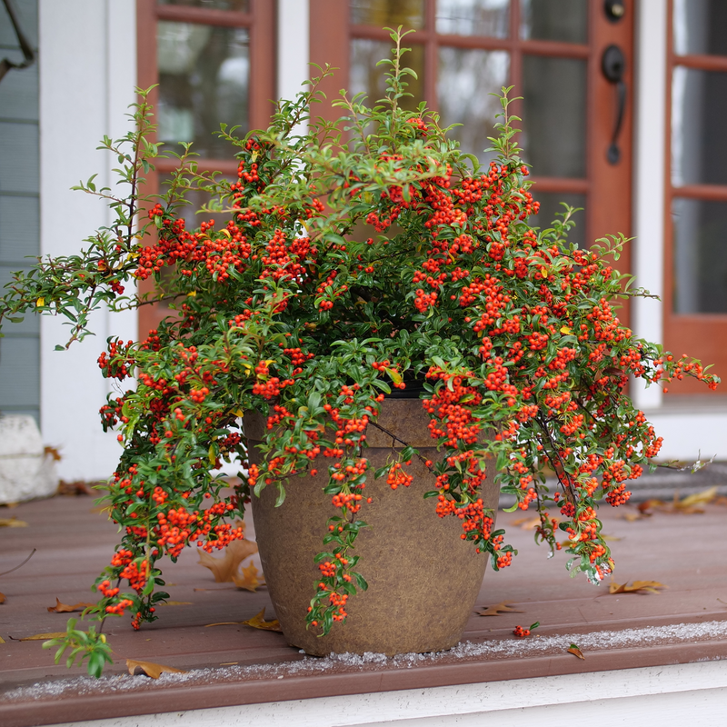 Pyracomeles 'NCXP2'