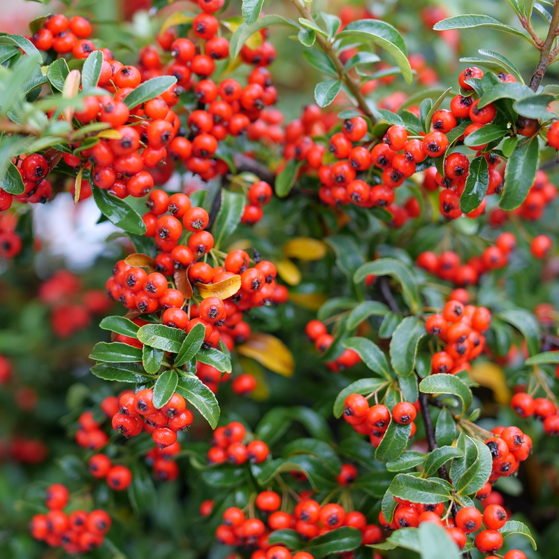 Pyracomeles 'NCXP2'
