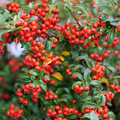 Pyracomeles 'NCXP2'