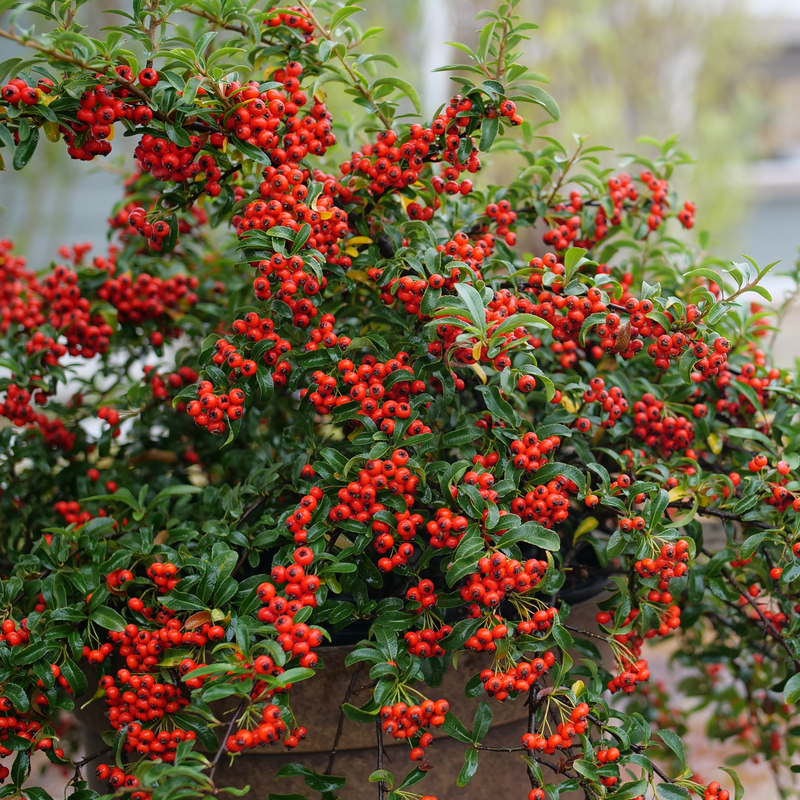 Pyracomeles 'NCXP2'