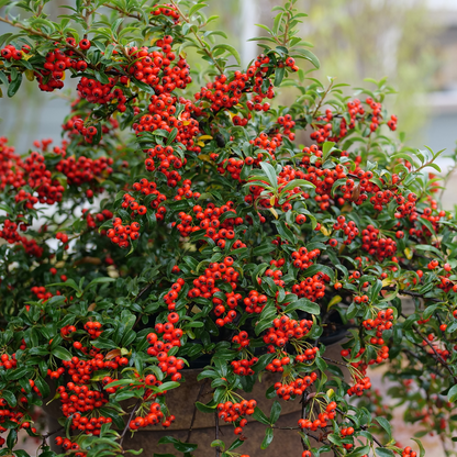 Pyracomeles 'NCXP2'