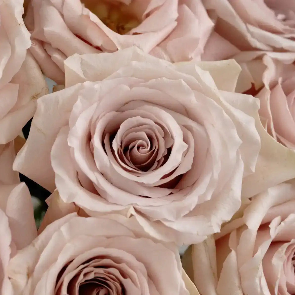 Rose - Quicksand