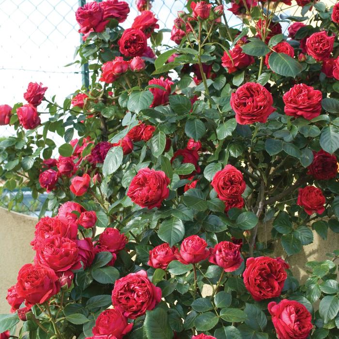Rose - Climbing - Red Eden