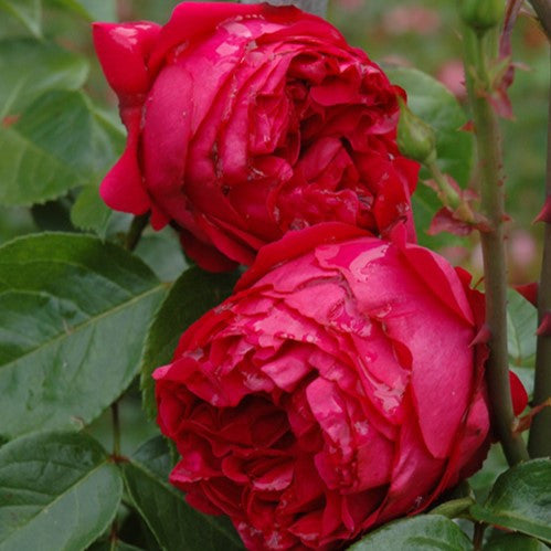 Rose - Climbing - Red Eden