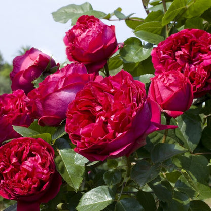 Rose - Climbing - Red Eden