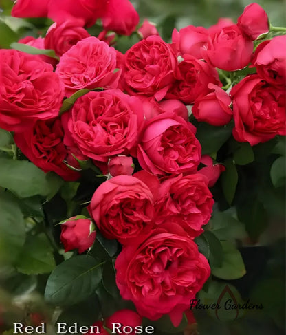 Rose - Climbing - Red Eden