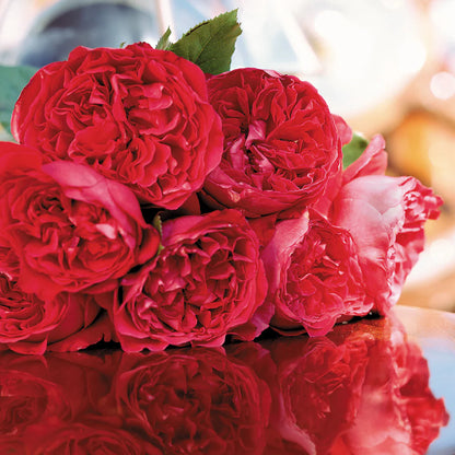 Rose - Climbing - Red Eden
