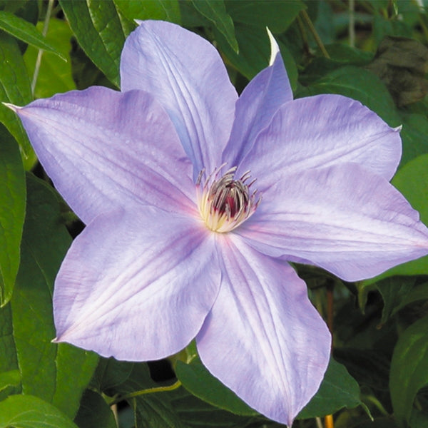 Clematis - Ramona