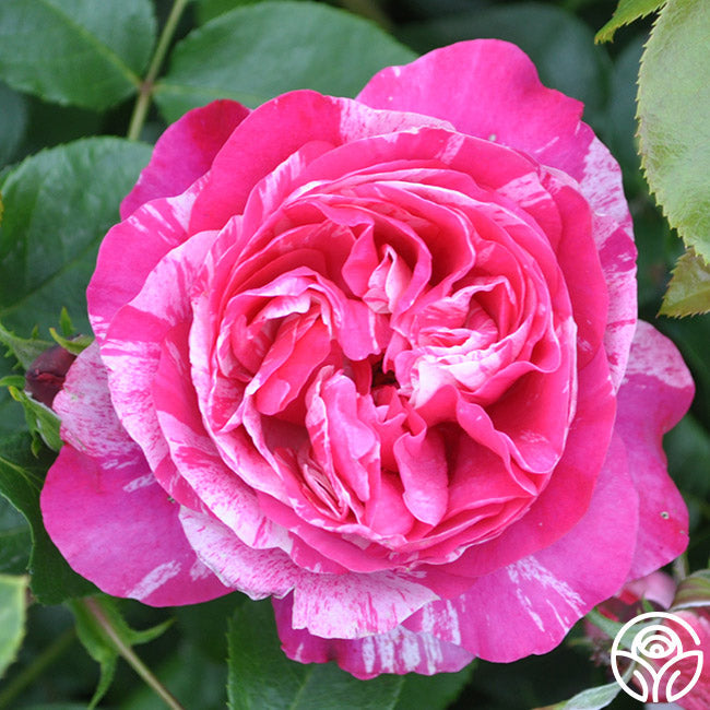 Rose - Raspberry Cream Twirl