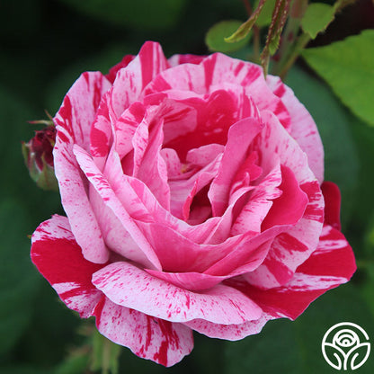 Rose - Raspberry Cream Twirl