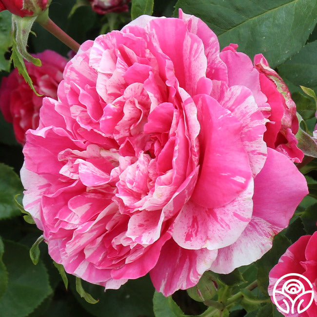 Rose - Raspberry Cream Twirl