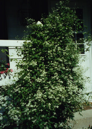 Clematis - RECTA