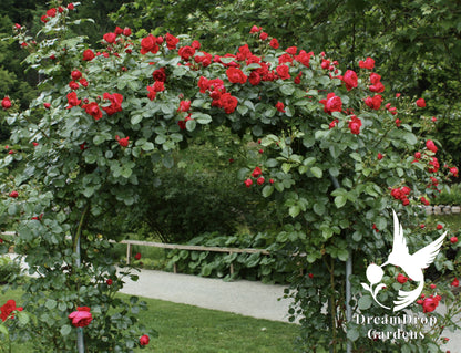 Rose - Cl. Florentina