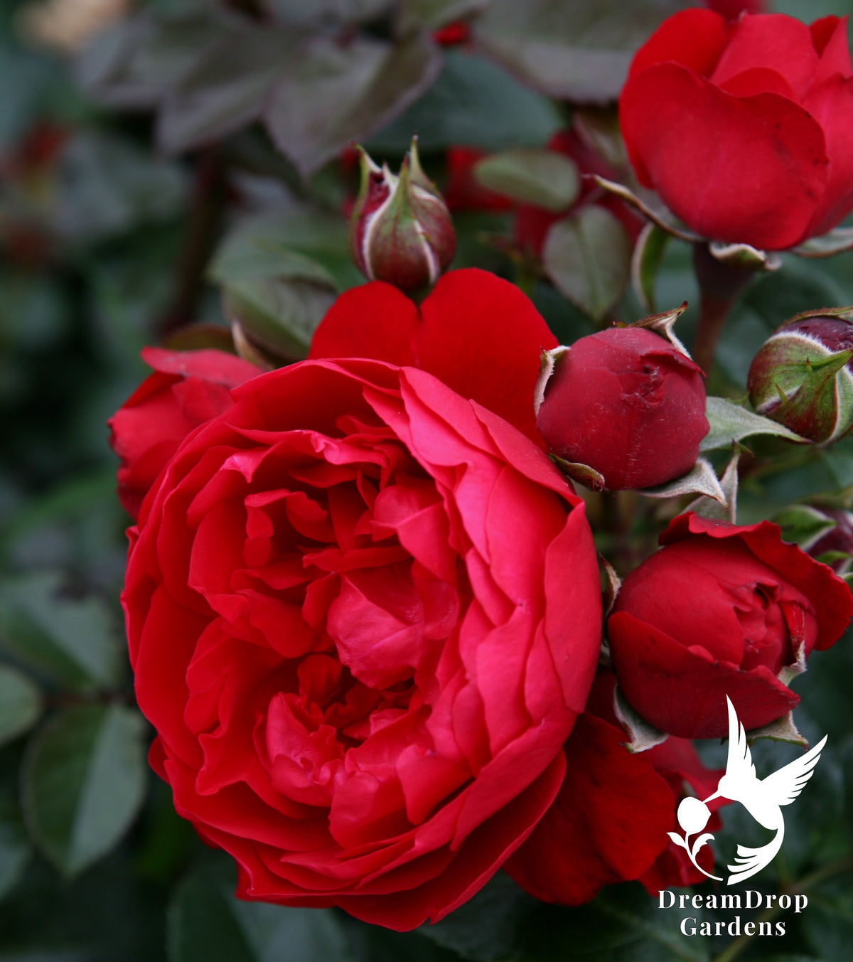 Rose - Cl. Florentina