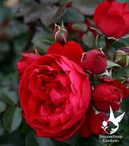 Rose - Cl. Florentina