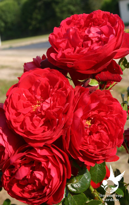 Rose - Cl. Florentina