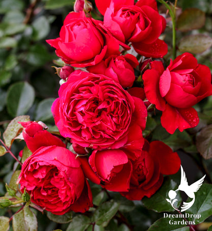 Rose - Cl. Florentina