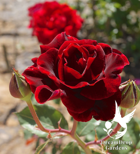 Rose - Climbing - Don Juan
