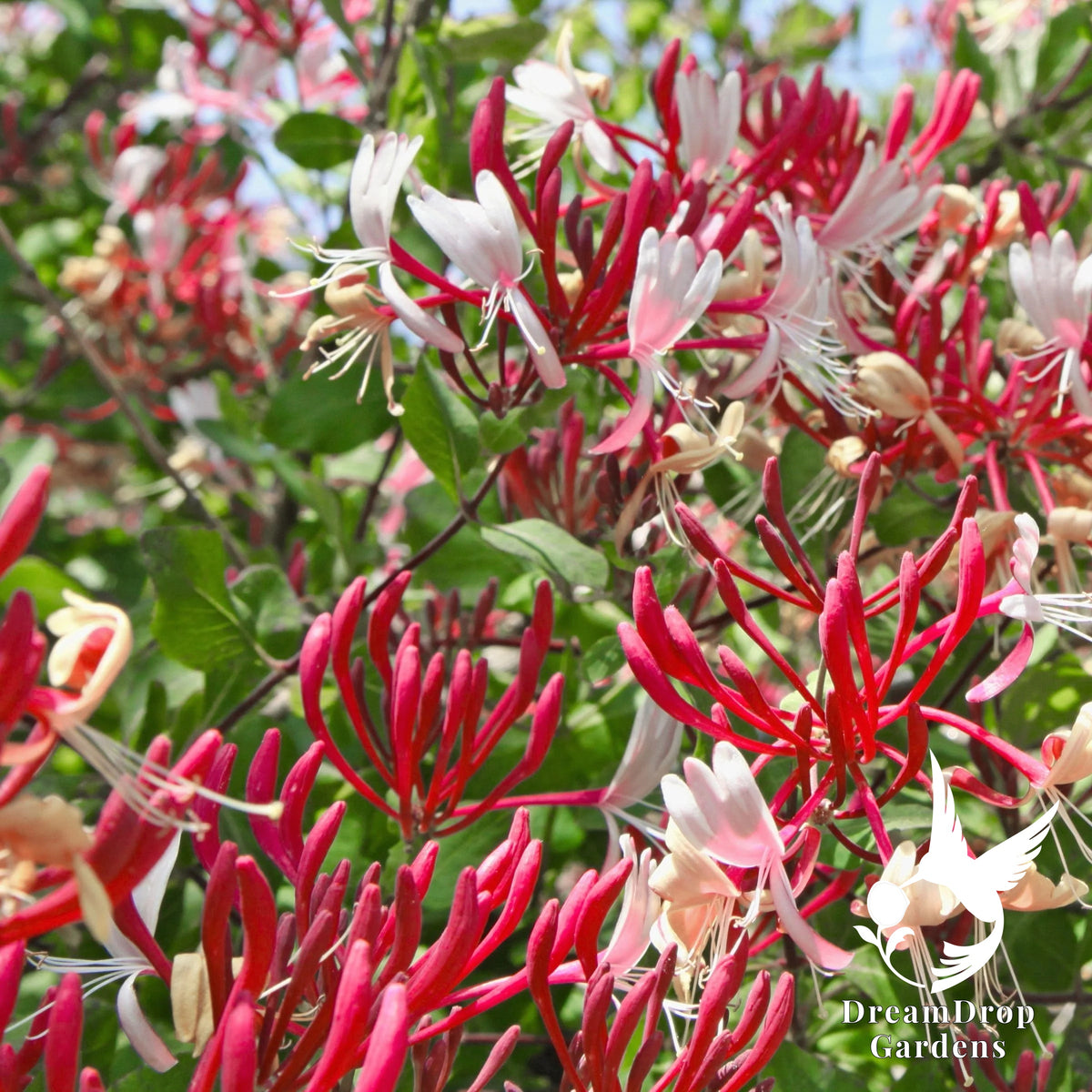 Honeysuckle - Serotina