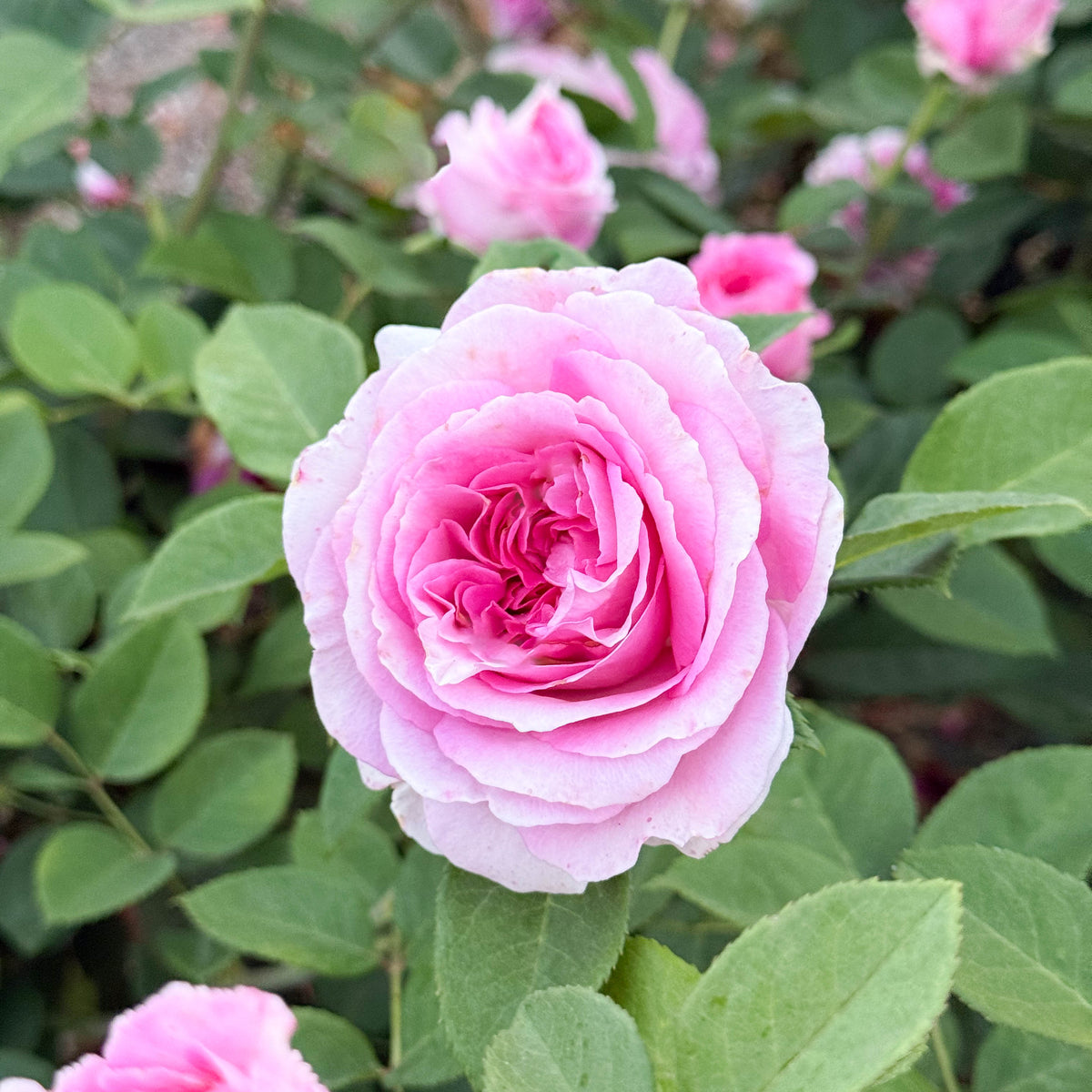Rose - Raspberry Cupcake