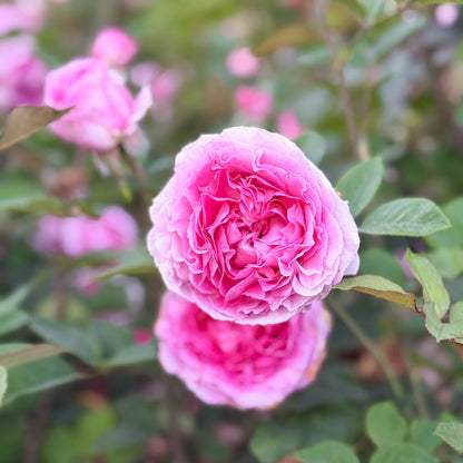 Rose - Raspberry Cupcake