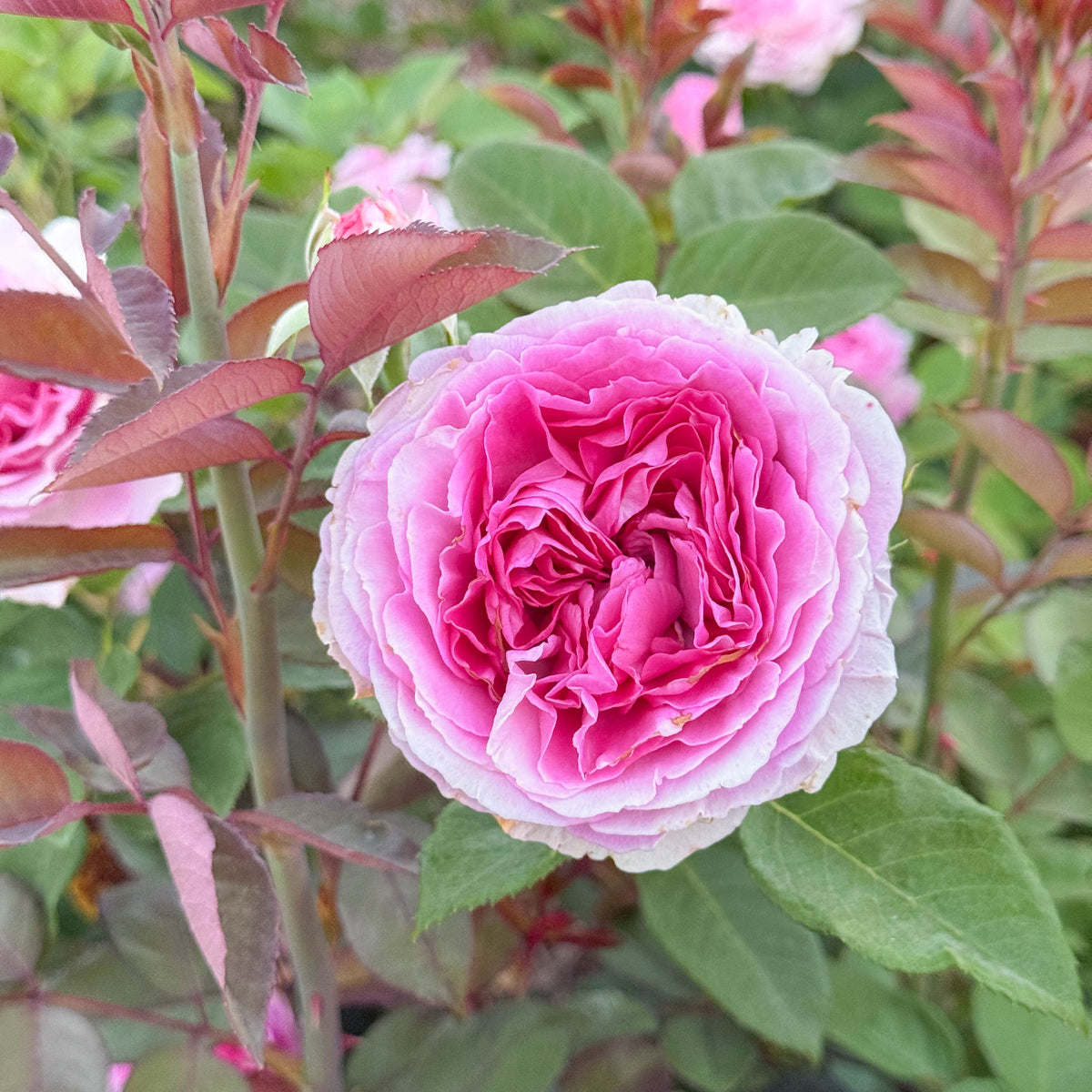 Rose - Raspberry Cupcake