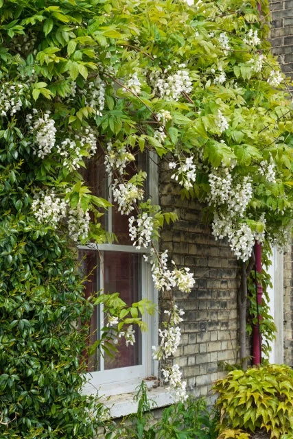 Wisteria - Venusta White