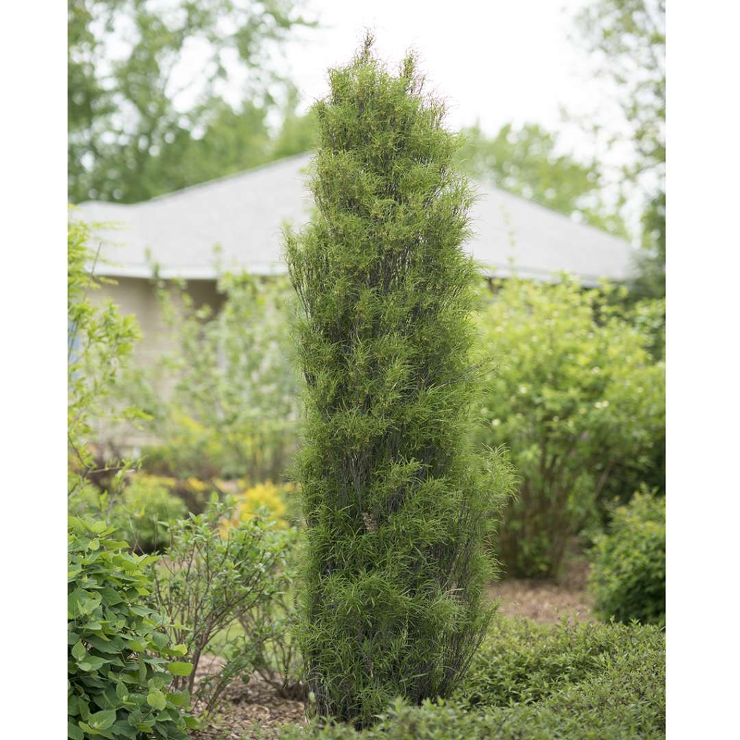 Buckthorn - Fern-leaf - FINE LINE