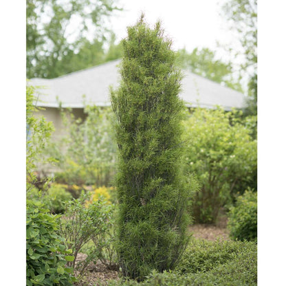 Buckthorn - Fern-leaf - FINE LINE