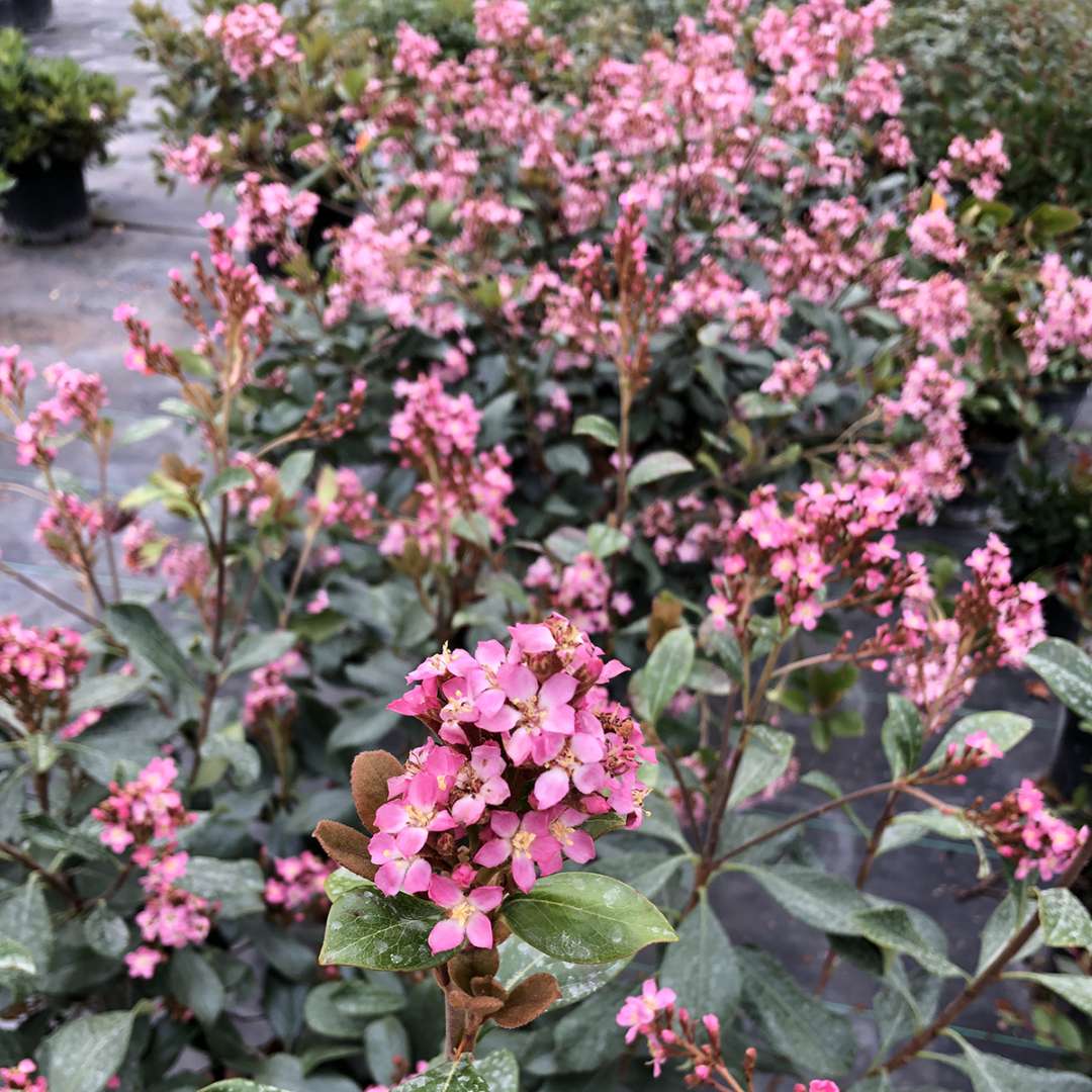 Indian Hawthorn - LA VIDA GRANDE