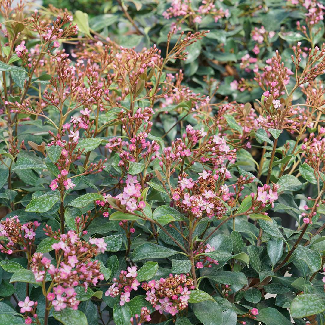 Indian Hawthorn - LA VIDA GRANDE