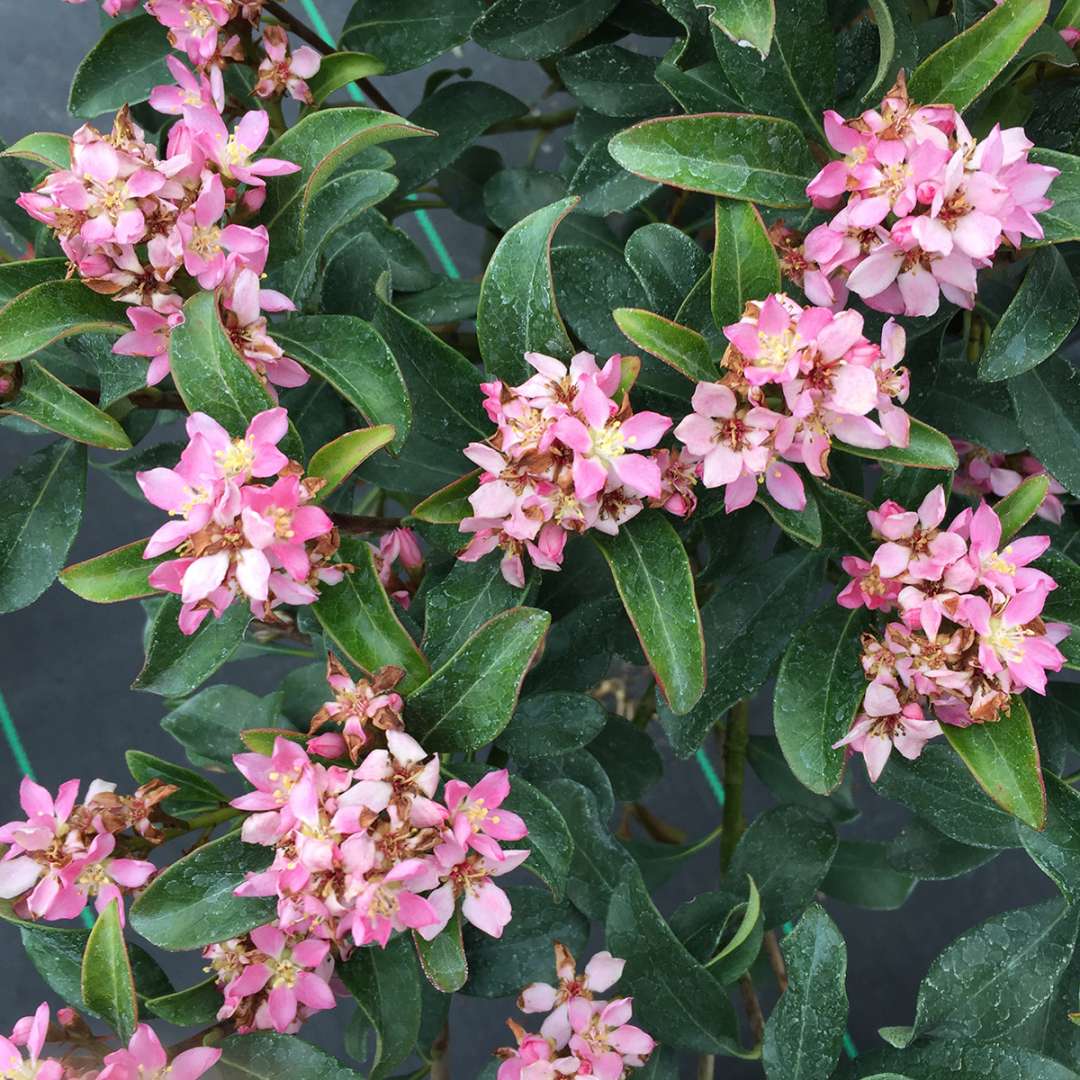 Indian Hawthorn - LA VIDA MÁS