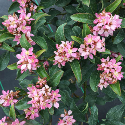 Indian Hawthorn - LA VIDA MÁS