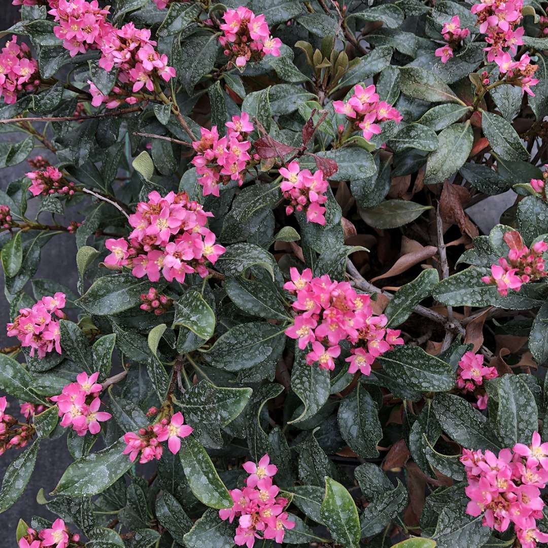 Indian Hawthorn - LA VIDA MÁS