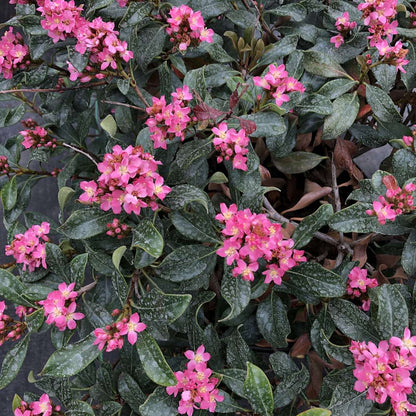 Indian Hawthorn - LA VIDA MÁS