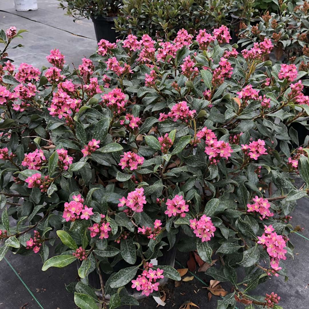 Indian Hawthorn - LA VIDA MÁS