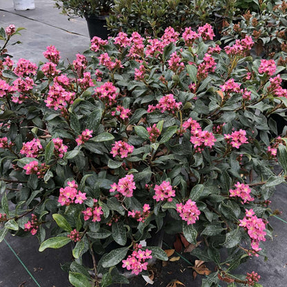 Indian Hawthorn - LA VIDA MÁS
