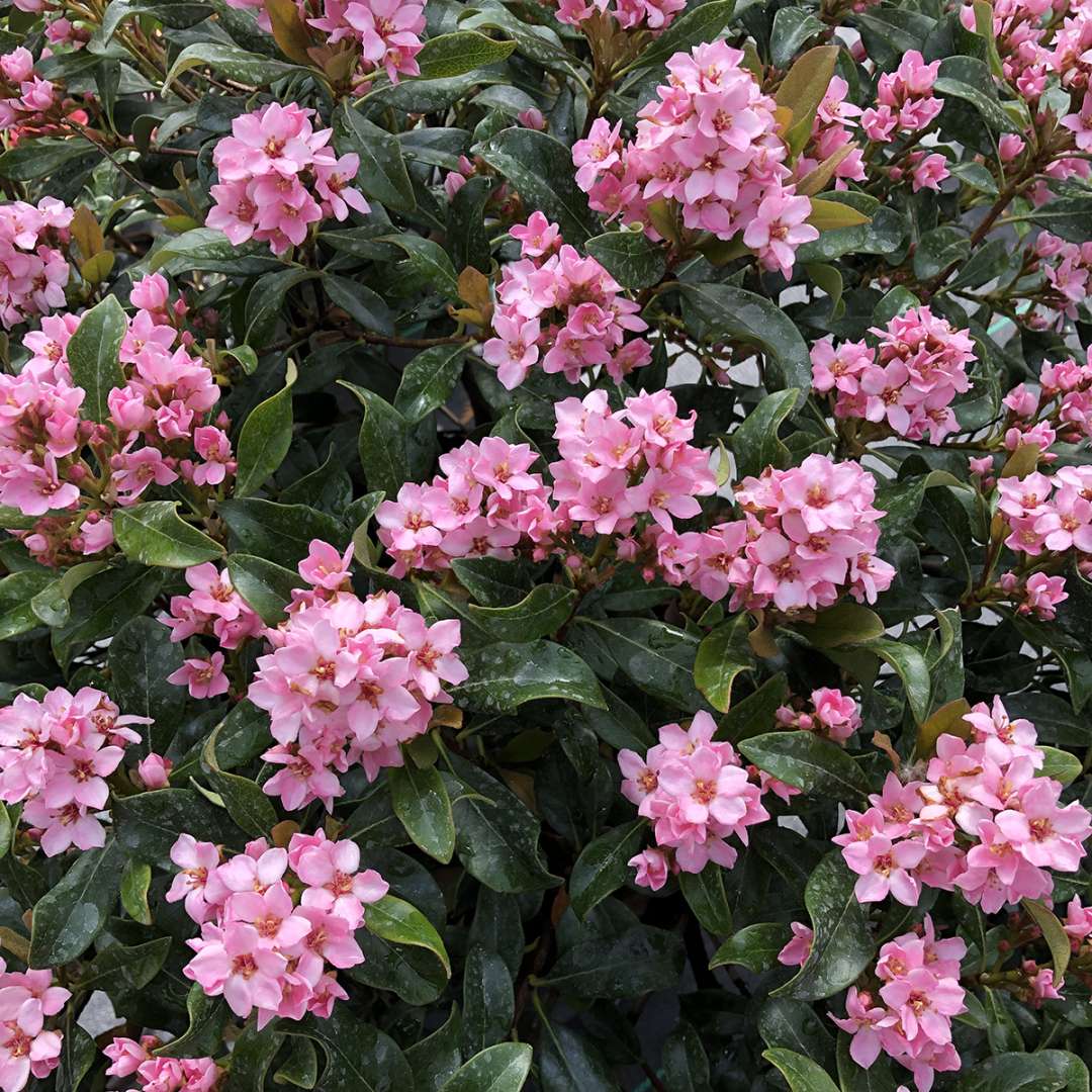 Indian Hawthorn - LA VIDA MÁS