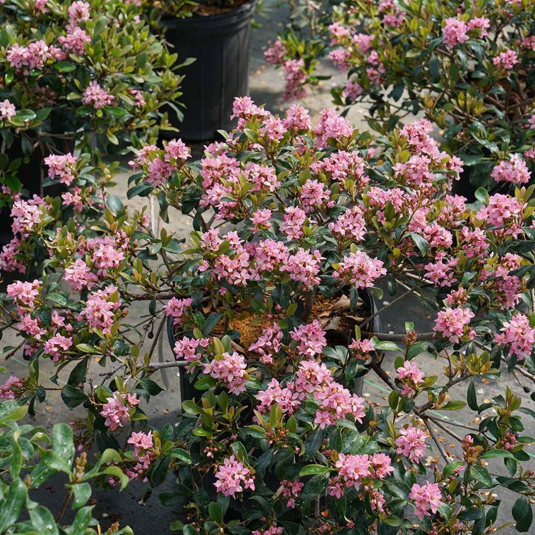 Indian Hawthorn - LA VIDA MÁS