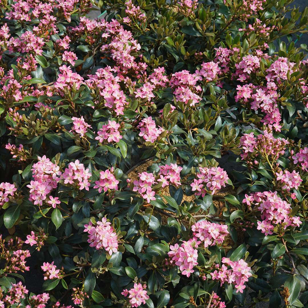 Indian Hawthorn - LA VIDA MÁS