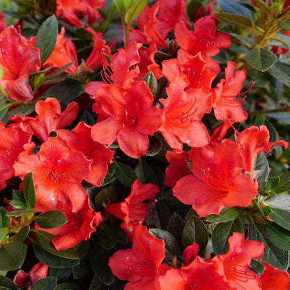 Azalea - reblooming - PERFECTO MUNDO Orange