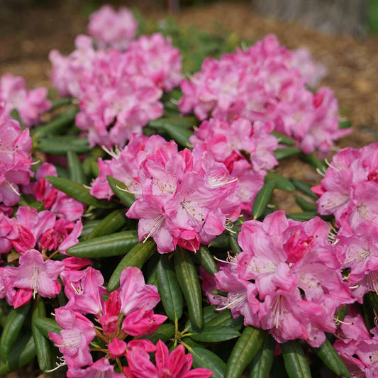 Rhododendron 'PKT2011'