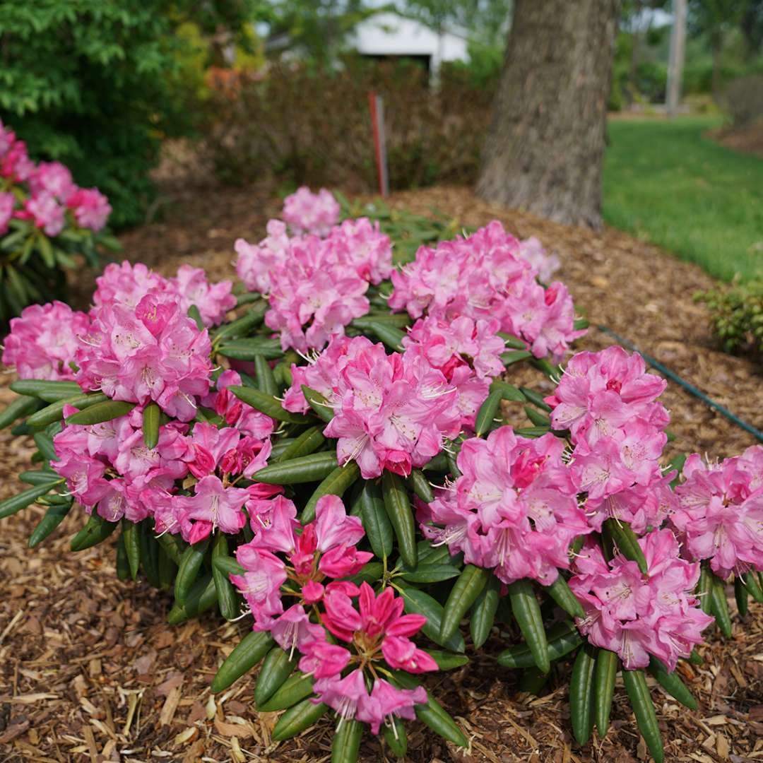 Rhododendron 'PKT2011'