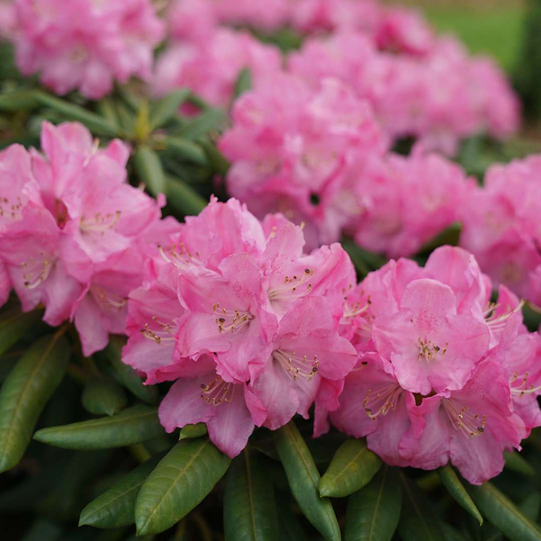 Rhododendron 'PKT2011'
